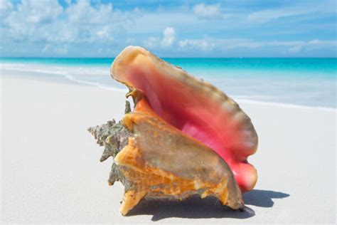 Queen Conch .